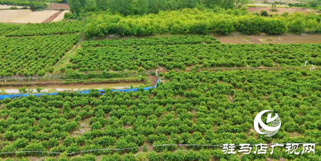 泌陽(yáng)縣盤古鄉(xiāng)臥牛山村：金銀花開(kāi)金銀來(lái) 返鄉(xiāng)青年帶富一方