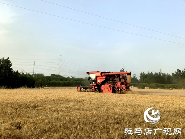 平輿縣東皇街道：夏糧一天不到手 管理一天不放松