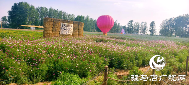 駐馬店驛城區(qū)魏莊村“天邊花海”即將啟幕 打造豫南文旅新地標(biāo)