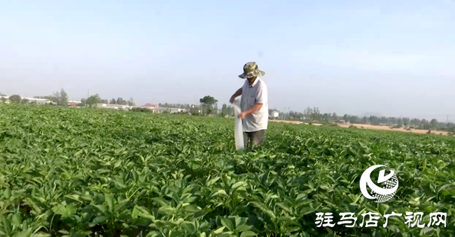 驛城區(qū)香山街道：白芷經濟繪就一村一品新畫卷