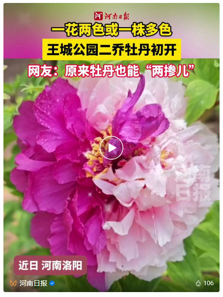 了不起的洛陽(yáng)城-河南日?qǐng)?bào)微信公眾號(hào) 