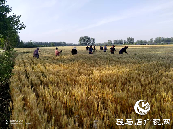 平輿縣李屯鎮(zhèn)：科學(xué)防范“干熱風(fēng)” 全力守護(hù)小麥生長(zhǎng) 