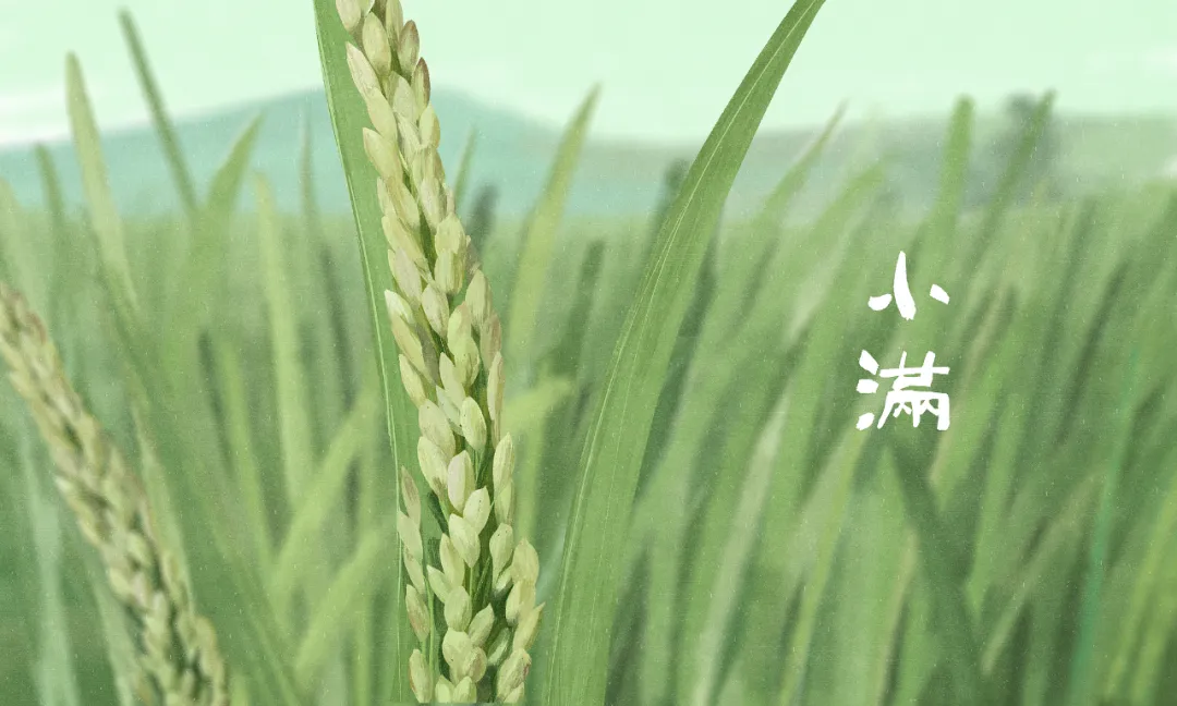 今日小滿：小得盈滿，萬物可期