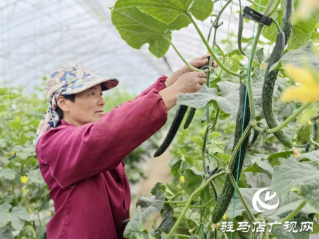 駐馬店市驛城區(qū)水屯鎮(zhèn)：特色種植“種”出村民好日子