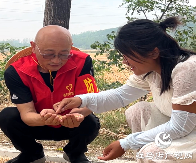 駐村干部一線助農(nóng)搶收 金色麥浪里守護(hù)糧安