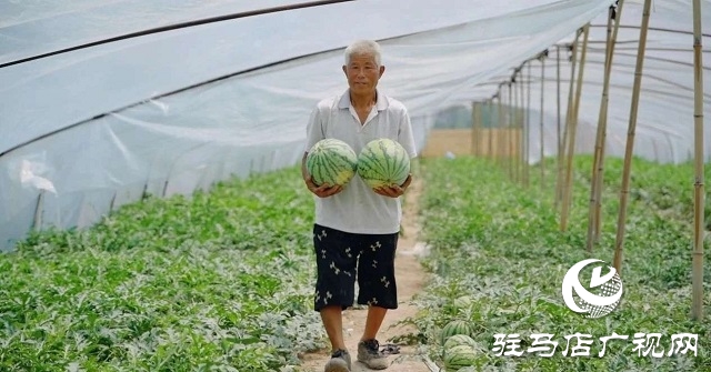 新蔡縣練村鎮(zhèn)：西瓜搶“鮮”上市 開啟豐收樂章