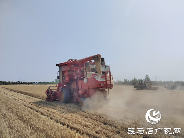 汝南縣：132.2萬(wàn)畝小麥開(kāi)鐮收割