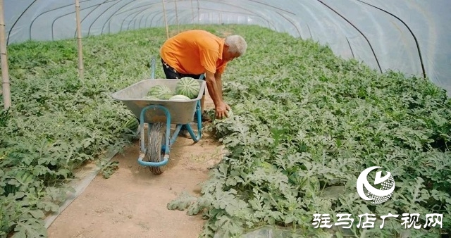 新蔡縣練村鎮(zhèn)：西瓜搶“鮮”上市 開啟豐收樂章