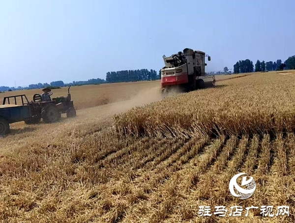 平輿縣雙廟鎮(zhèn)：風(fēng)吹麥浪穗飄香 小麥開鐮收獲忙