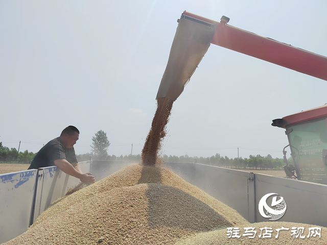 汝南縣：132.2萬(wàn)畝小麥開(kāi)鐮收割