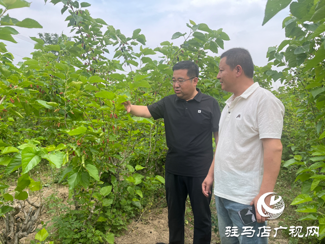 平輿縣楊埠鎮(zhèn)：小小桑葚果種出村民致富“甜蜜”路