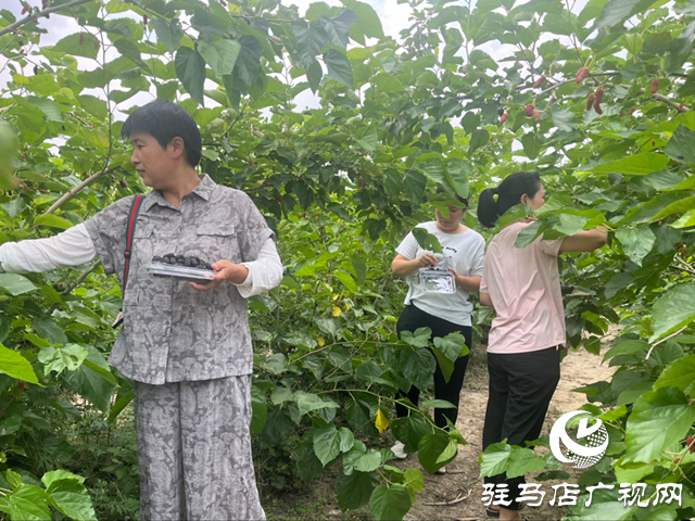 平輿縣楊埠鎮(zhèn)：小小桑葚果種出村民致富“甜蜜”路
