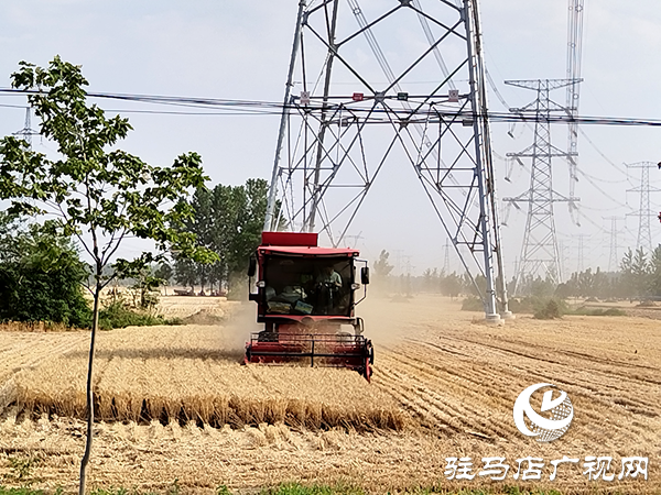 平輿縣李屯鎮(zhèn)：三夏生產(chǎn)“雙搶”忙 夏糧豐收有保障