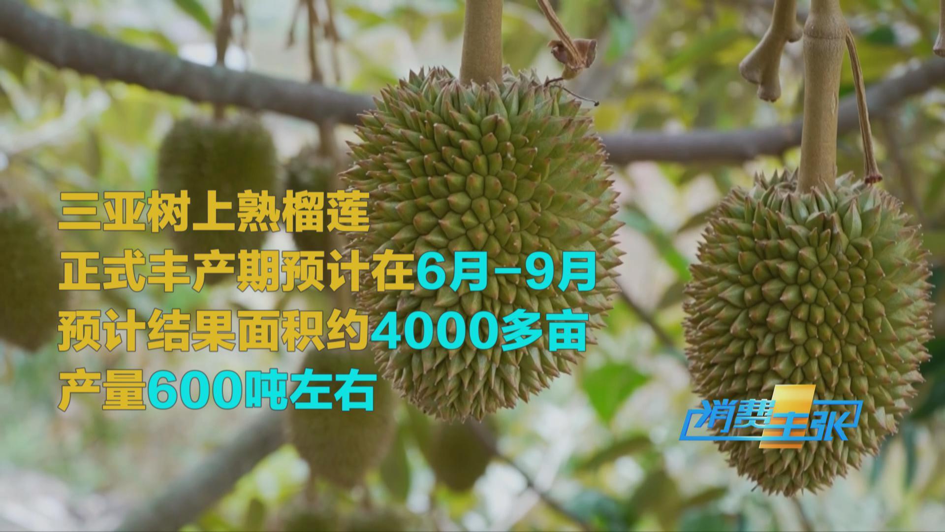榴蓮價(jià)格走低 首批國(guó)產(chǎn)“樹上熟”榴蓮也將上市！口感如何？