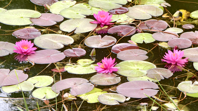 開(kāi)源湖畔睡美人 一池幽夢(mèng)綻芳華