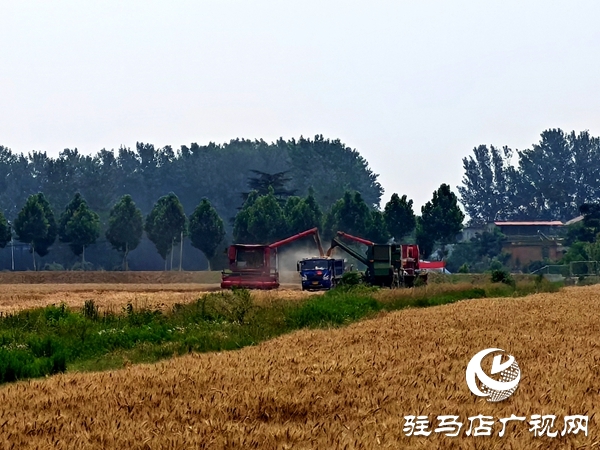 平輿縣楊埠鎮(zhèn)黨建引領(lǐng)聚合力：多方聯(lián)動(dòng)搶農(nóng)時(shí) 筑牢糧食安全線