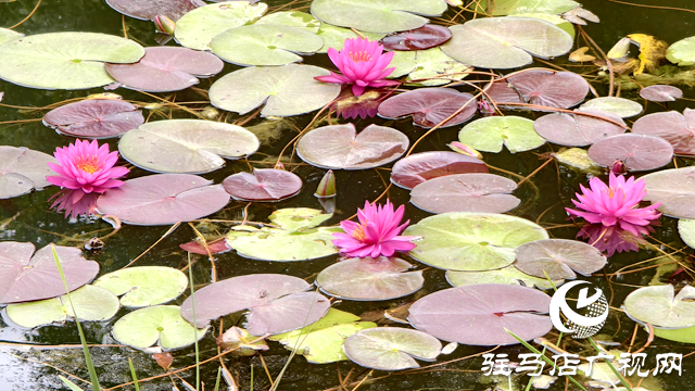 開(kāi)源湖畔睡美人 一池幽夢(mèng)綻芳華