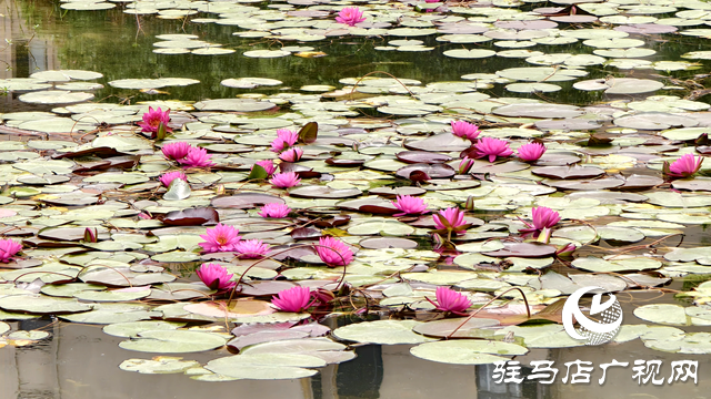 開(kāi)源湖畔睡美人 一池幽夢(mèng)綻芳華