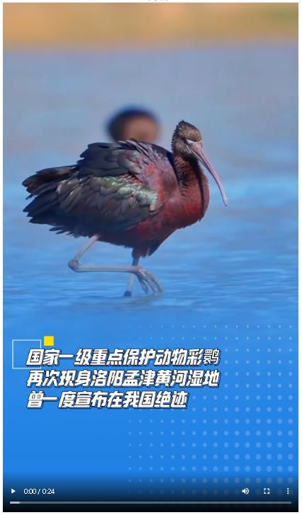 國家一級重點保護(hù)動物彩鹮再次現(xiàn)身洛陽孟津黃河濕地 曾一度宣布在我國絕跡