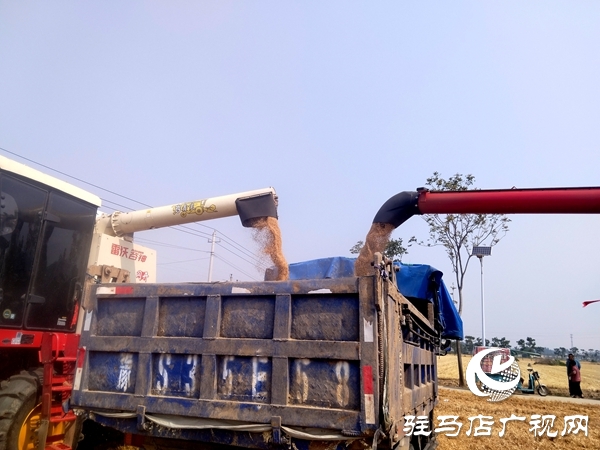 平輿縣開(kāi)展2025年小麥機(jī)收減損大比武活動(dòng)    