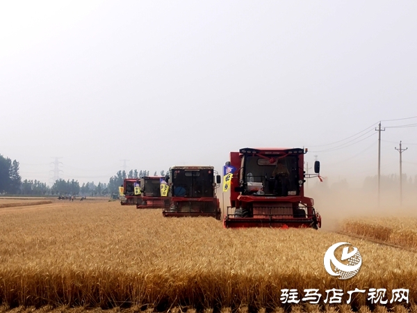 平輿縣開(kāi)展2025年小麥機(jī)收減損大比武活動(dòng)    