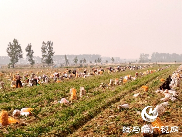  遂平縣褚堂街道：馬鈴薯喜獲豐收，助力鄉(xiāng)村振興