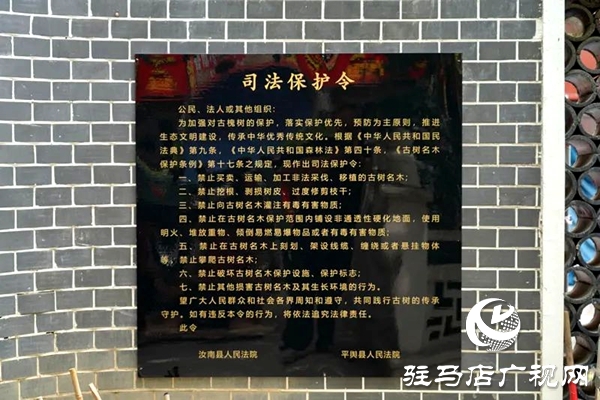 千年古槐披法袍！駐馬店兩地法院聯(lián)合發(fā)布司法保護令守護活化石