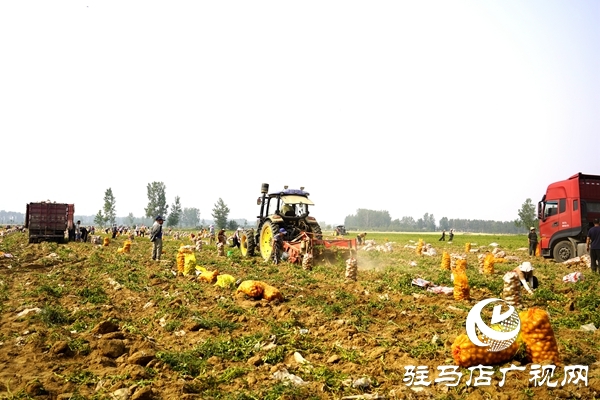  遂平縣褚堂街道：馬鈴薯喜獲豐收，助力鄉(xiāng)村振興