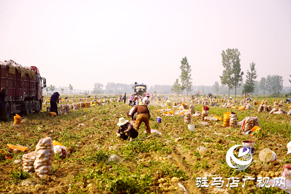  遂平縣褚堂街道：馬鈴薯喜獲豐收，助力鄉(xiāng)村振興