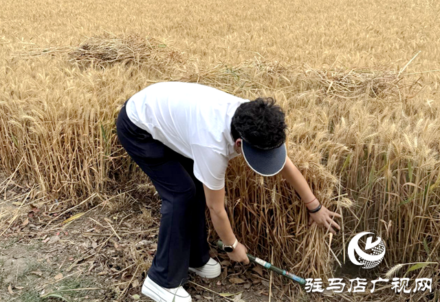 三夏搶收搶種忙 駐村工作隊一線顯擔當