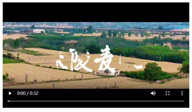 Z特寫 | 宋陵麥收