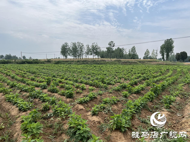 泌陽(yáng)縣盤古鄉(xiāng)：特色種養(yǎng)繪就鄉(xiāng)村振興新圖景