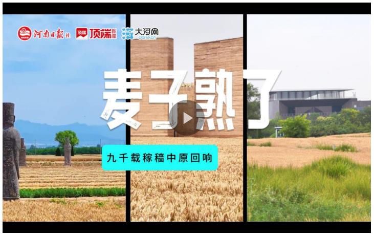 麥子熟了！九千載稼穡中原回響