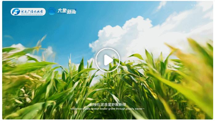 中國節(jié)氣·芒種丨左手收麥浪，右手種希望