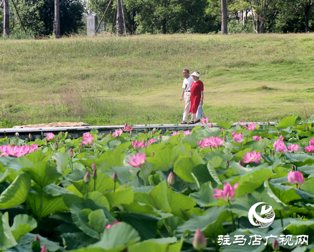 駐馬店人民公園盛夏荷韻引客來