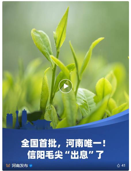 河南這一口茶，真香！