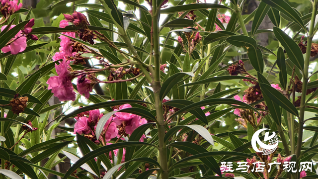市區(qū)夾竹桃絢爛綻放 提醒市民：可賞勿摘，美麗背后藏風(fēng)險(xiǎn)