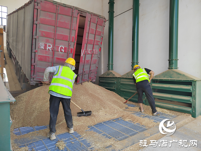 夏糧收購(gòu)正當(dāng)時(shí) 收購(gòu)現(xiàn)場(chǎng)“熱”翻天