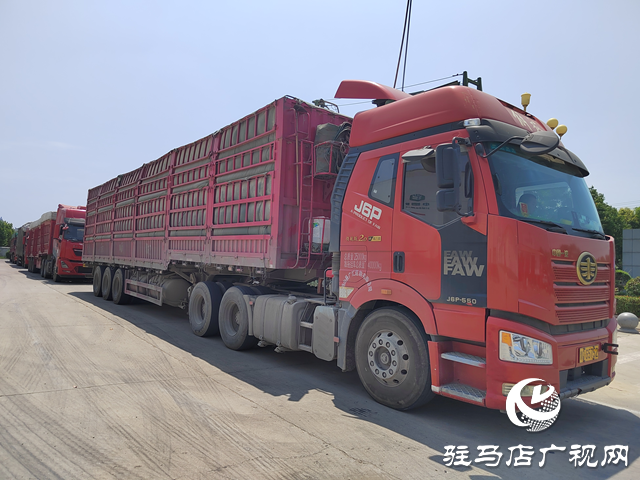 夏糧收購(gòu)正當(dāng)時(shí) 收購(gòu)現(xiàn)場(chǎng)“熱”翻天