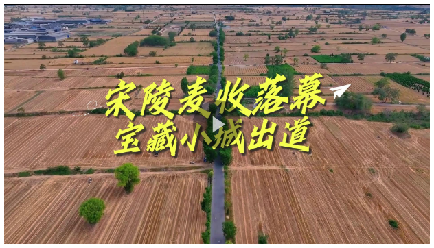 宋陵麥?zhǔn)章淠?，寶藏小城出? width=