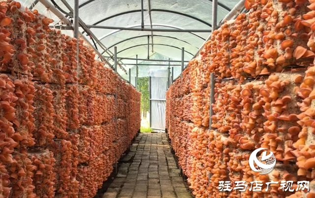 ?泌陽(yáng)縣：新品桃紅木耳試種成功 助推食用菌新質(zhì)生產(chǎn)力發(fā)展?