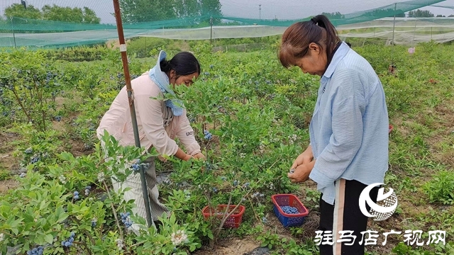 泌陽(yáng)縣高邑鎮(zhèn)：特色林果產(chǎn)業(yè)點(diǎn)燃鄉(xiāng)村振興“新引擎”