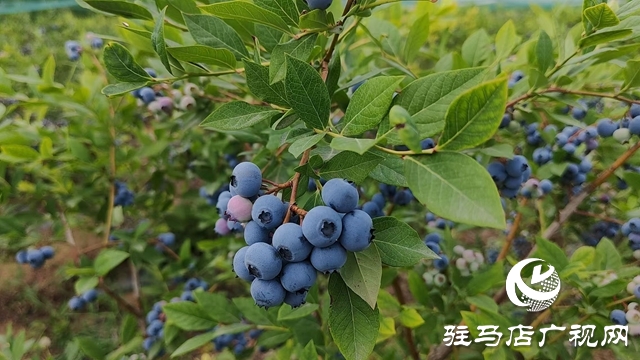 泌陽高邑鎮(zhèn)：藍莓飄香季 致富果 鋪就鄉(xiāng)村振興路