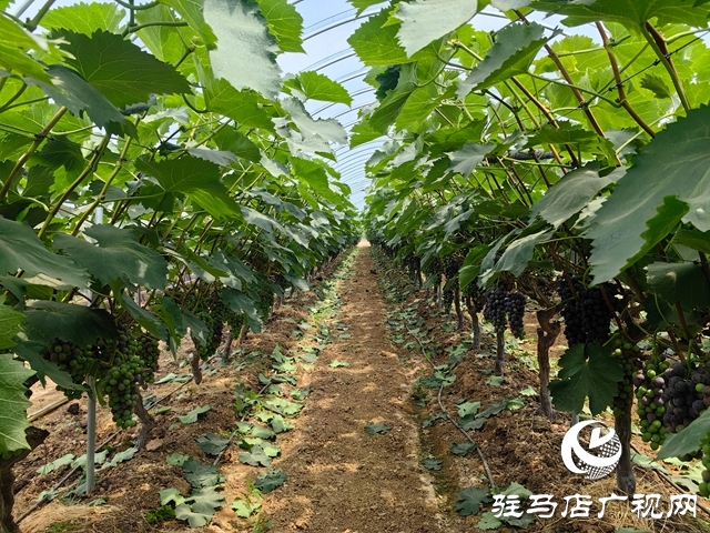 泌陽(yáng)縣高邑鎮(zhèn)：特色林果產(chǎn)業(yè)點(diǎn)燃鄉(xiāng)村振興“新引擎”