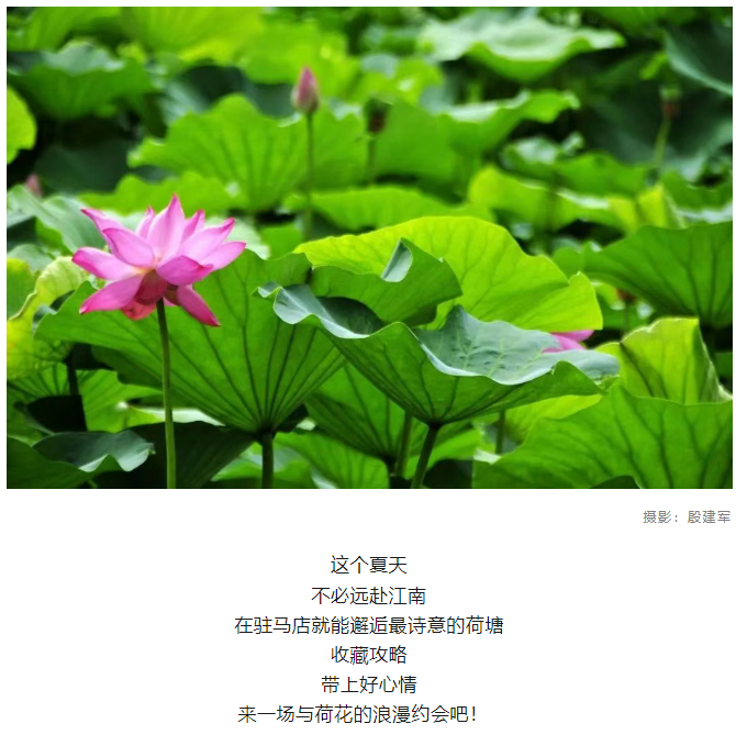 【夏日限定】駐馬店賞荷全攻略！這幾個(gè)絕美荷塘，錯(cuò)過再等一年！