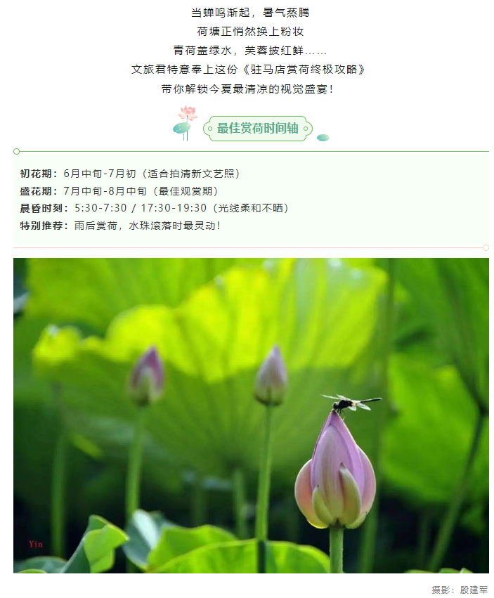 【夏日限定】駐馬店賞荷全攻略！這幾個(gè)絕美荷塘，錯(cuò)過再等一年！