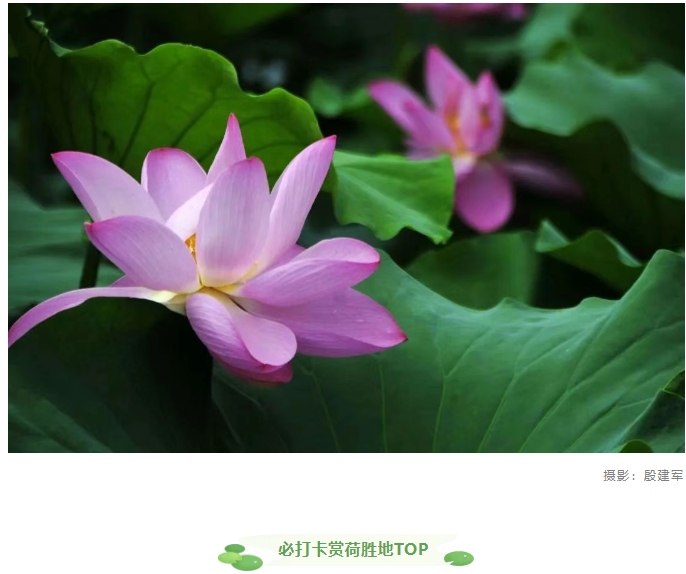 【夏日限定】駐馬店賞荷全攻略！這幾個(gè)絕美荷塘，錯(cuò)過再等一年！