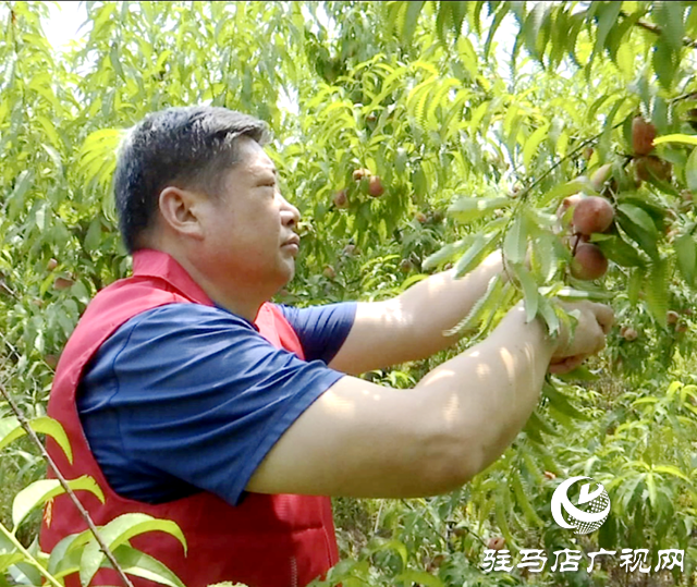 駐馬店廣播電視臺第四黨支部開展紫英桃采摘助農(nóng)行動