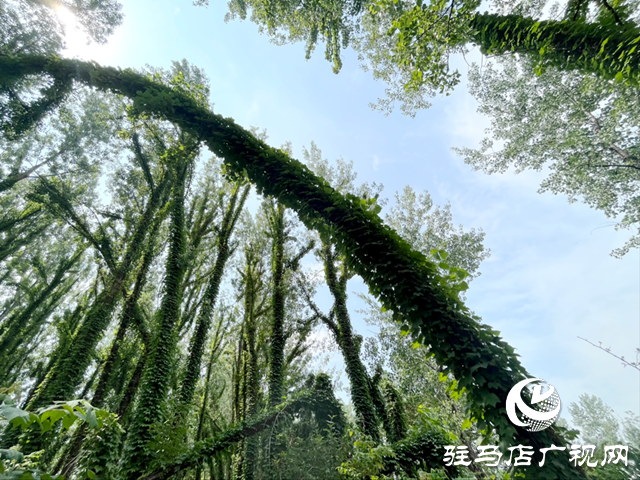 駐馬店現(xiàn)“原始森林”奇觀 絕美景色邀您來(lái)打卡