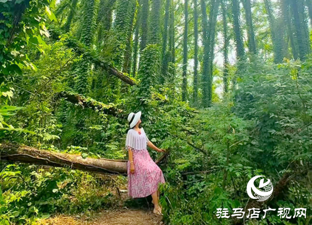 駐馬店現(xiàn)“原始森林”奇觀 絕美景色邀您來(lái)打卡